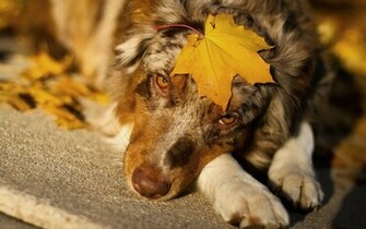 Australian Shepherd With A Autumn Leave On His Head HD Dog Wallpaper
