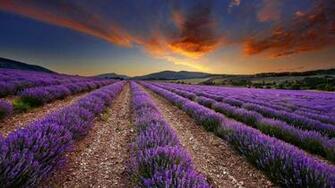 Lavender HD Wallpaper High Definition Quality