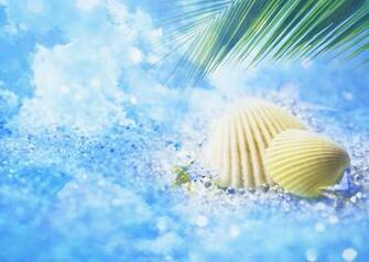 Seashell Wallpaper For Desktop Weneedfun