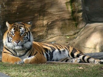 Tag Tiger Desktop Wallpaper Background Photos Imageand Pictures