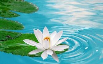 Lotus Flowers Wallpaper HD Pictures One