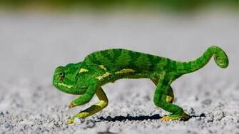 Wallpaper Lizard HD