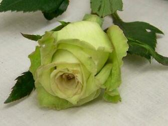 St Patrick S Day Clark Flower Gift Shop
