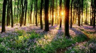 Spring 4k Ultra HD Wallpaper Net