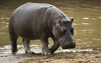 Hippo Wallpaper Hippos