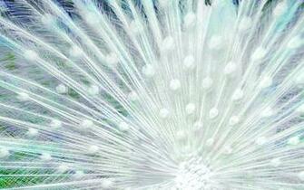White Feathers HD Wallpaper Ultra High Quality