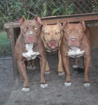 Pics Photos Forred Nose Pitbulls Red Pitbull