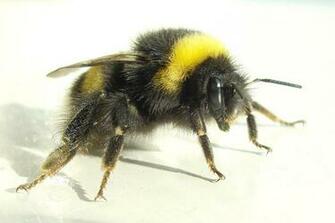 Bumble Bee