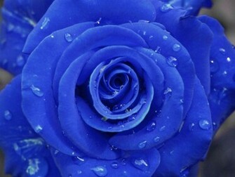 Wallpaper Blue Rose