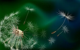Dandelion Wallpaper