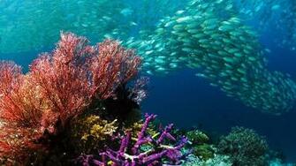 Fish Wallpaper Sea Life