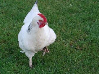 Hen Wallpaper