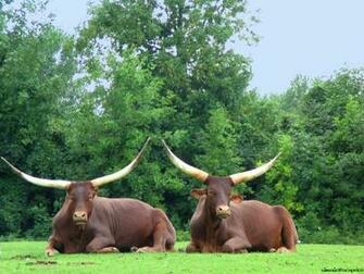 Buffalo Wallpaper Image And Animals Pictures