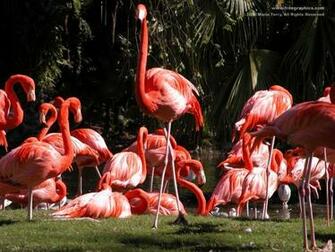 Flamingo Wallpaper Desktop