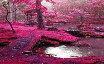 Forest Of Ireland Pictures
