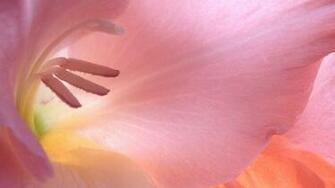 Flowers Wallpaper Glowing