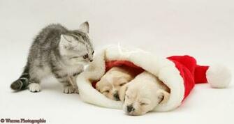 Cute Dogs And Cats Puppies Kittens Dopepicz