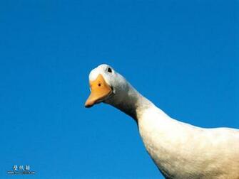 Funny Animal Picture Farm Animals Jpg