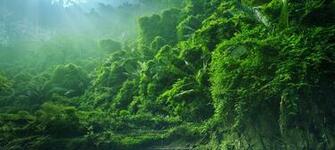 Congo Rainforest Wallpaper Imgkid The Image