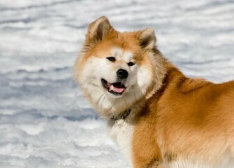 Akita Inu Wallpaper White Black