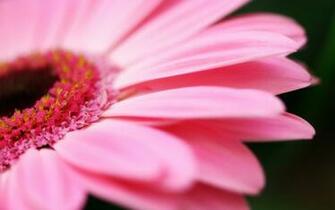 Black And White Wallpaper Pink Flower