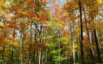 Fall Forest Wallpaper