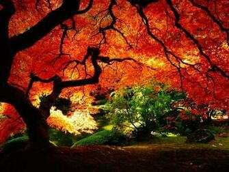 Red Leaves Beautiful Fall Landscapes HD Wallpaper Hq