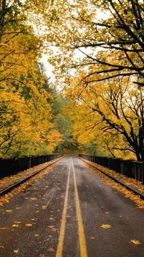 Autumn Wallpaper iPhone Weddingdressin