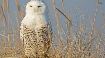 Snowy Owl Owls Wallpaper