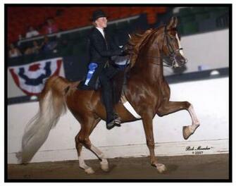 Ziggy The American Saddlebred Wallpaper