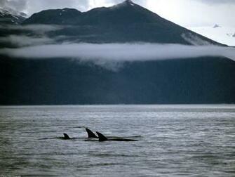 Life Wallpaper A Family Of Orca Whales