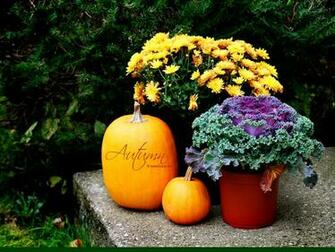 Pumpkin Screensavers