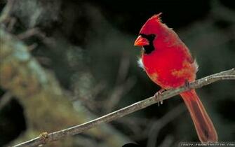 Christmas Bird Count Wallpaper Crazy Frankenstein