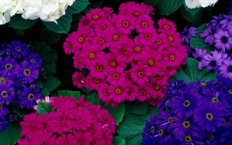 Hydrangeas Cinerarias Wallpaper HD