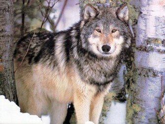 Wolf Sealife Computer Desktop Wallpaper