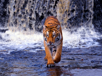 Bengal Tiger Wallpaper