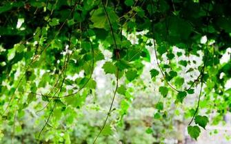 Vines Wallpaper And Background Image Net