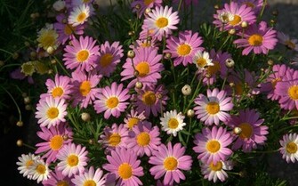Pink Daisies Wallpaper