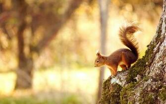 Animal Wallpaper Best HD