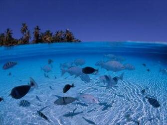 Category Underwater Wallpaper Tags