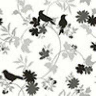 Black And White Bird Wallpapernow Designer Wallpaper
