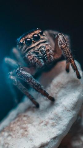 Spider Eyes Insect Wallpaper Background iPhone Cool Background