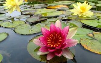 Water Lilies Wallpaper