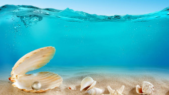Sea Shell Wallpaper
