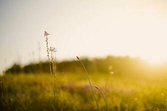 Nature Plants Wallpaper