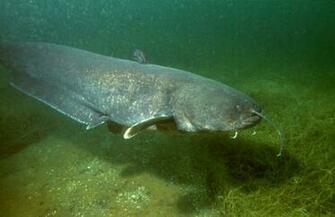 Catfish Fishing Wallpaper Galleryhip The