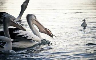 Pelican Wallpaper
