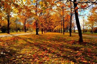 Trees Autumn City Park Wallpaper Background