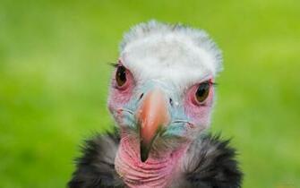 Vulture Full HD Wallpaper And Background Id