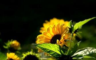 Sunflower Wallpaper Desktop Background Beautiful Image